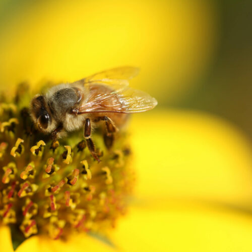 Le miel et ses propriétés : un allié pour la santé