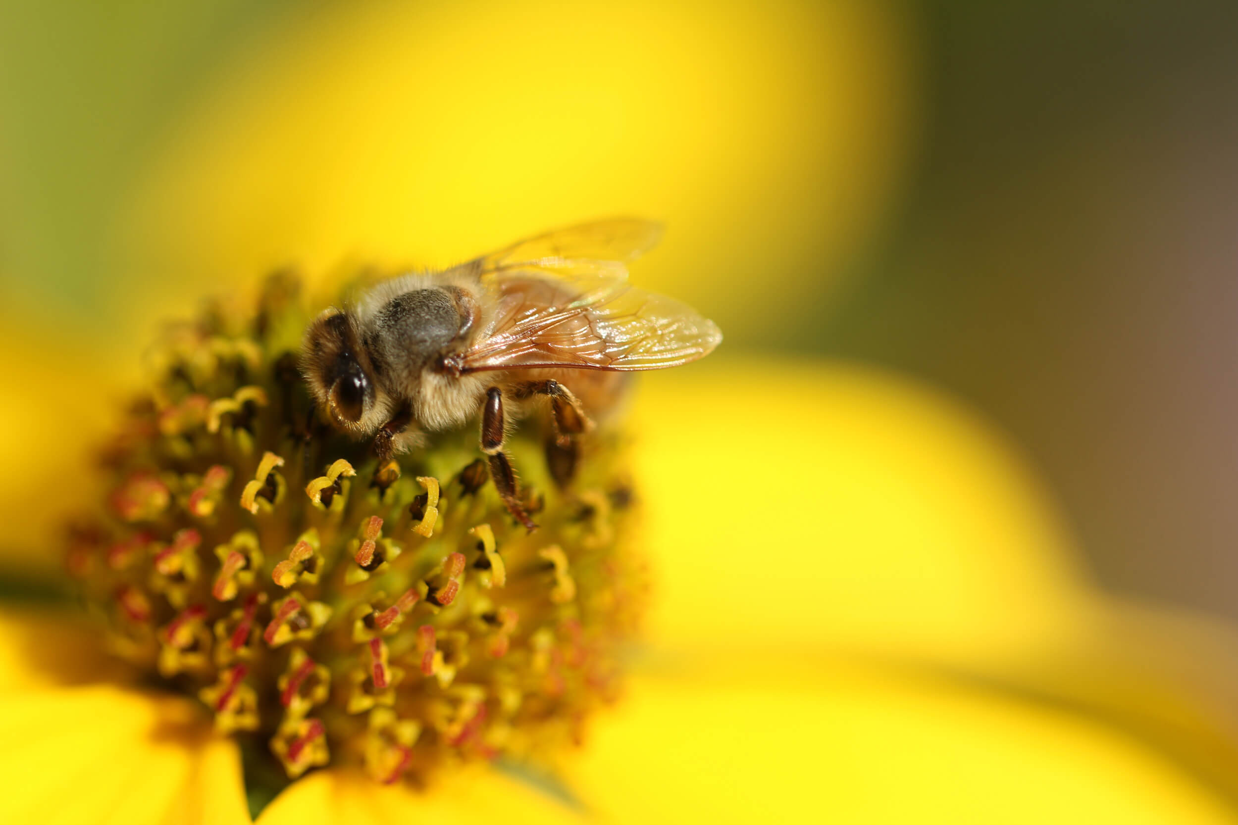 You are currently viewing Le miel et ses propriétés : un allié pour la santé